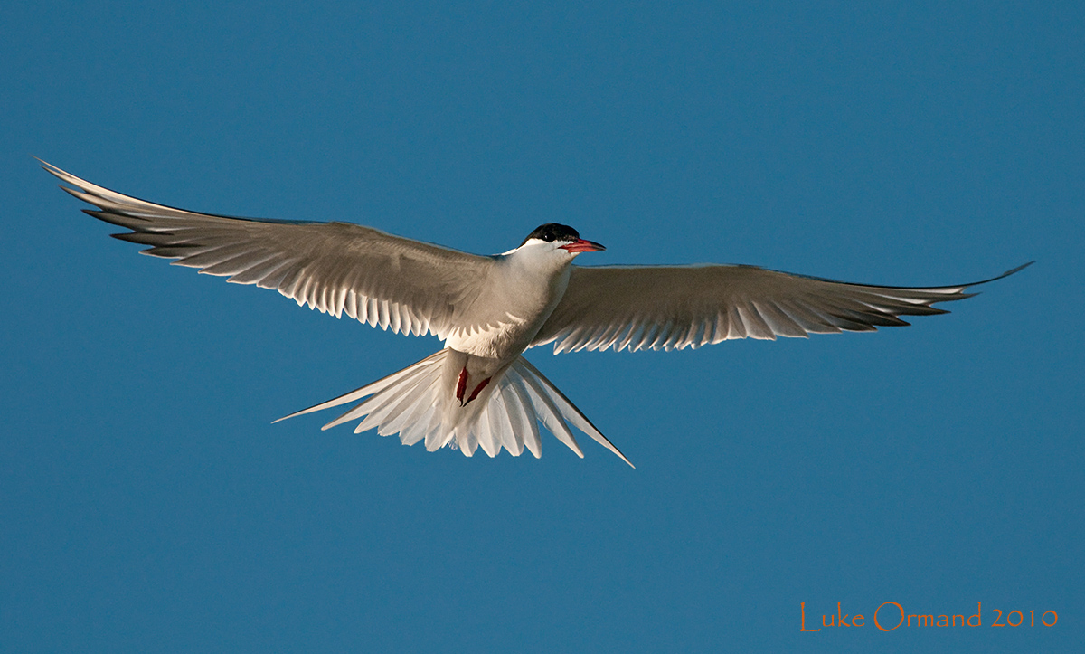 Common Tern Wingspread