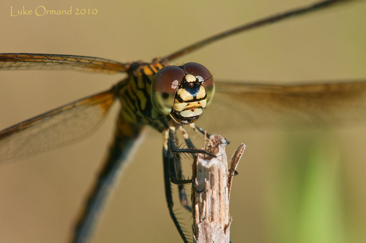 Seaside Dragonlet 