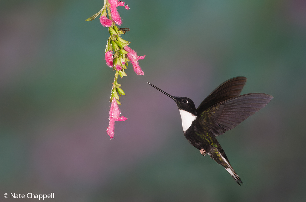 Collared Inca