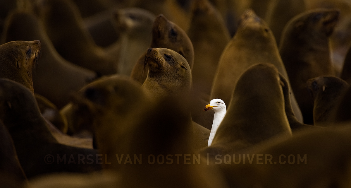 Cape Gull