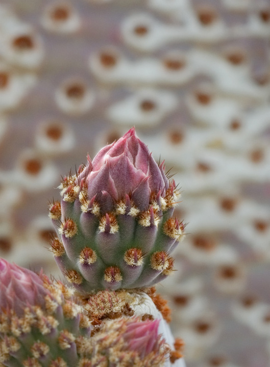 Cactus bud