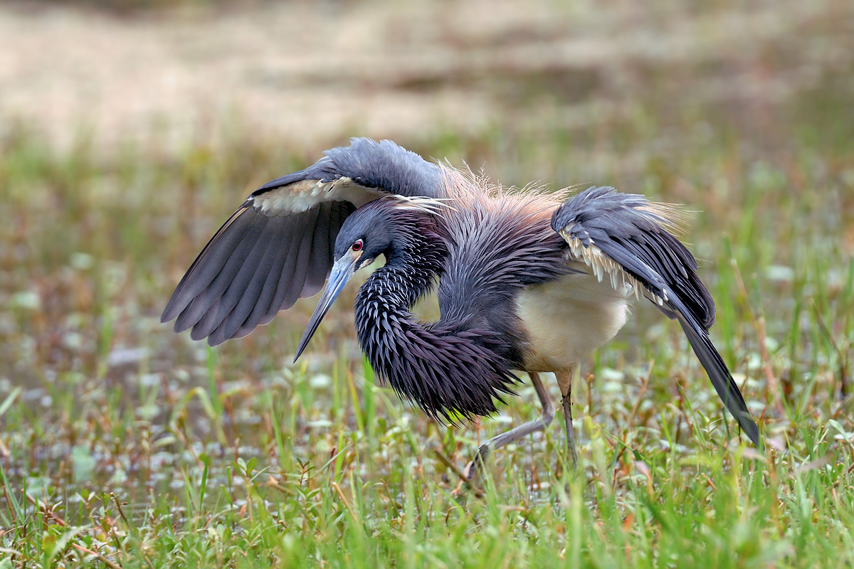 Tricolored Heron