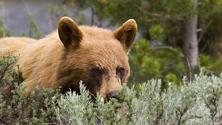 Cinnamon Black Bear 