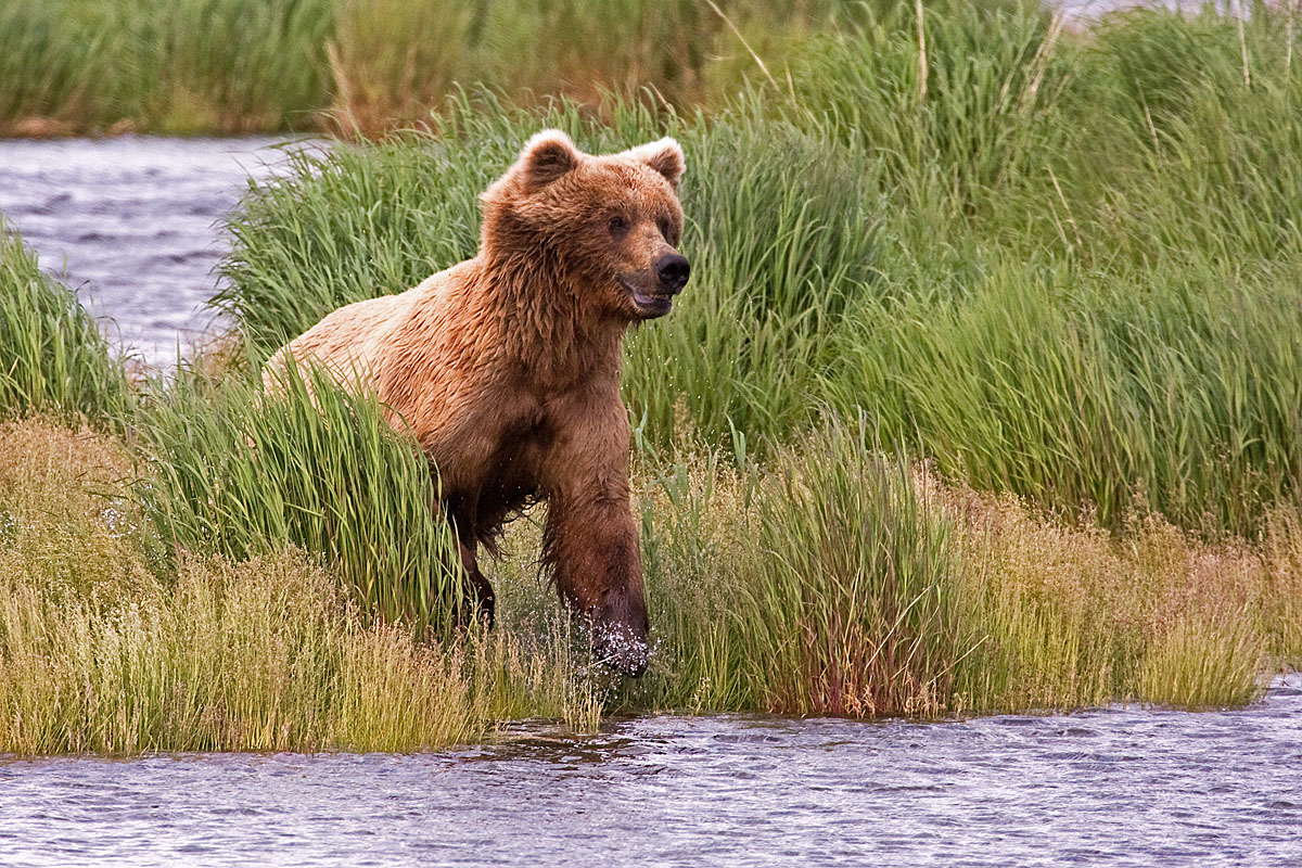 Running Bear
