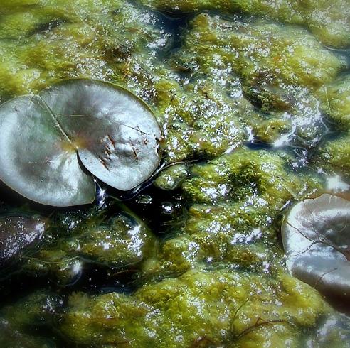Lily Pads II