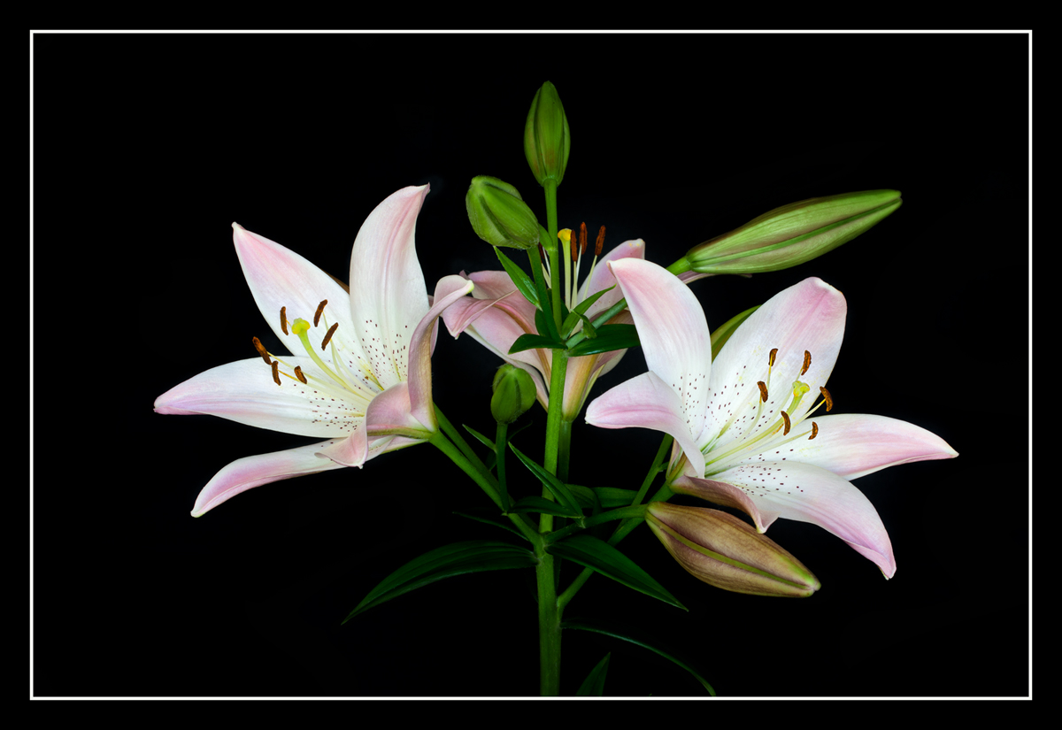 Pale Pink Lilies V