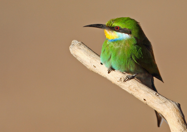 Bee-eater
