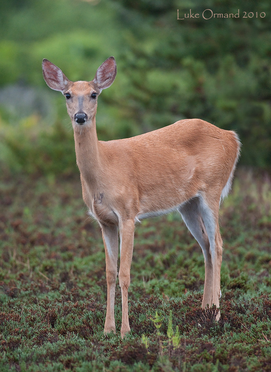 Evening Deer