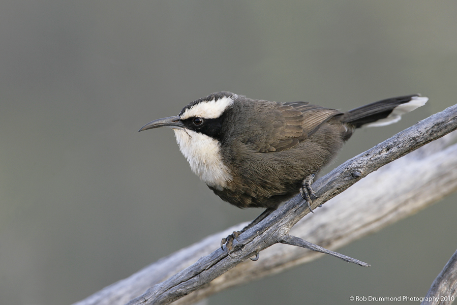Hall's Babbler