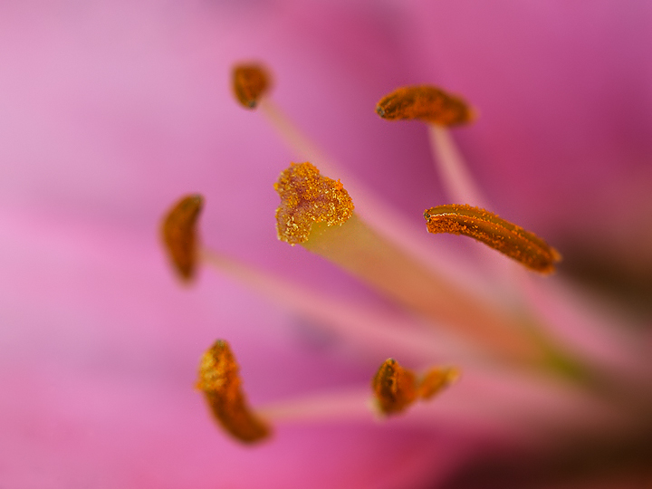 Gold Nuggets