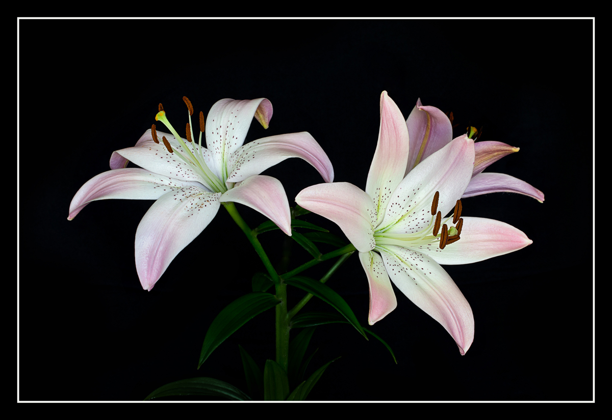 Pale Pink Lilies VI