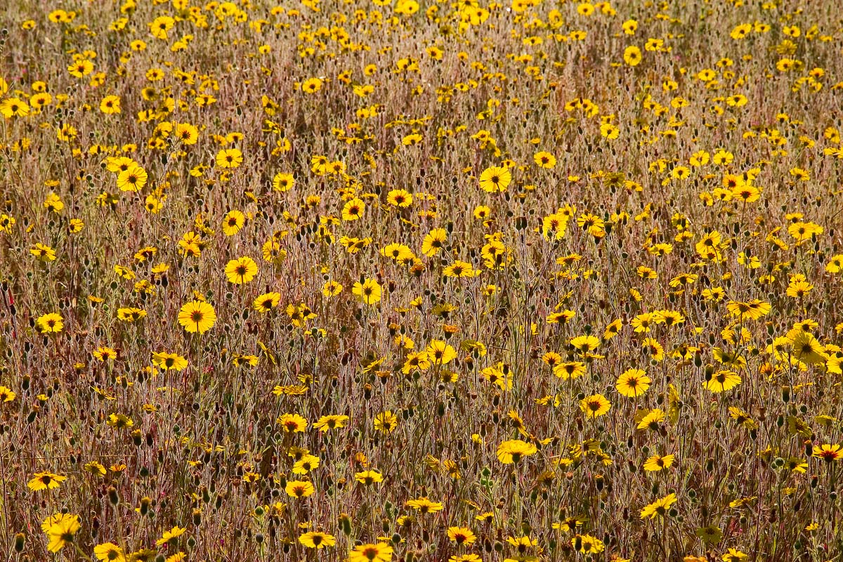 Fields of Gold