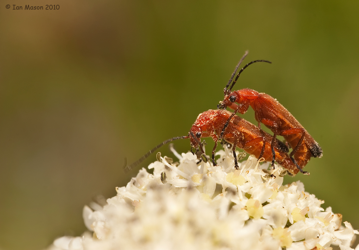 Mating Soldiers