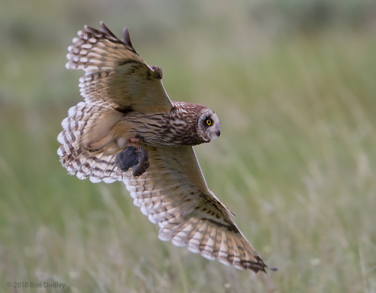 Short-eared Owl