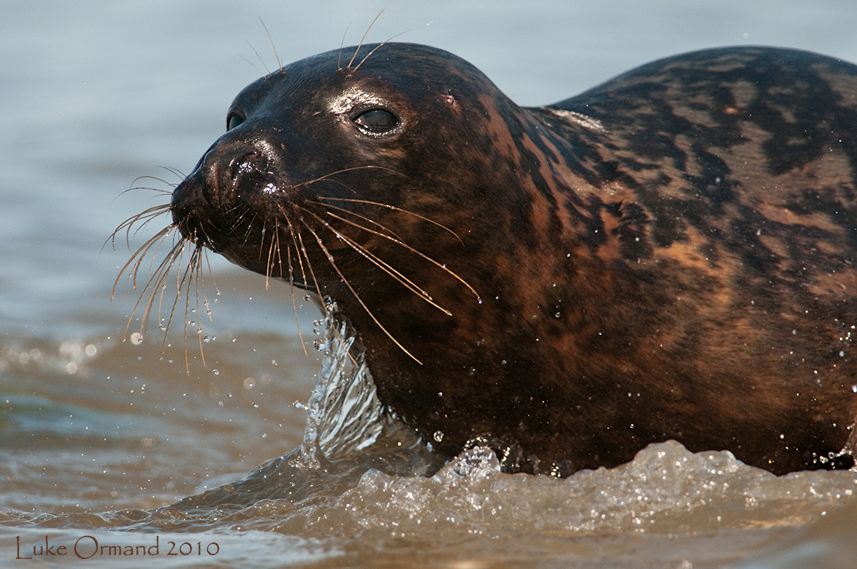 Grey Seal