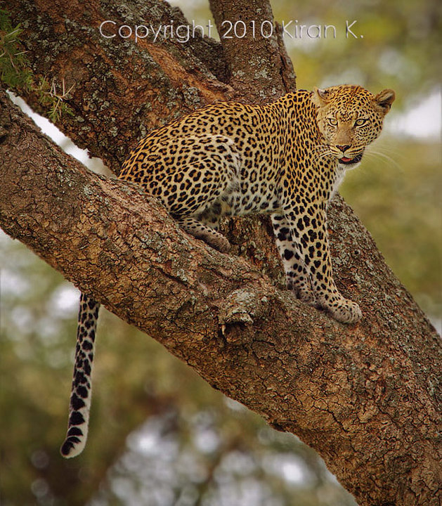 Leopard In Serengeti