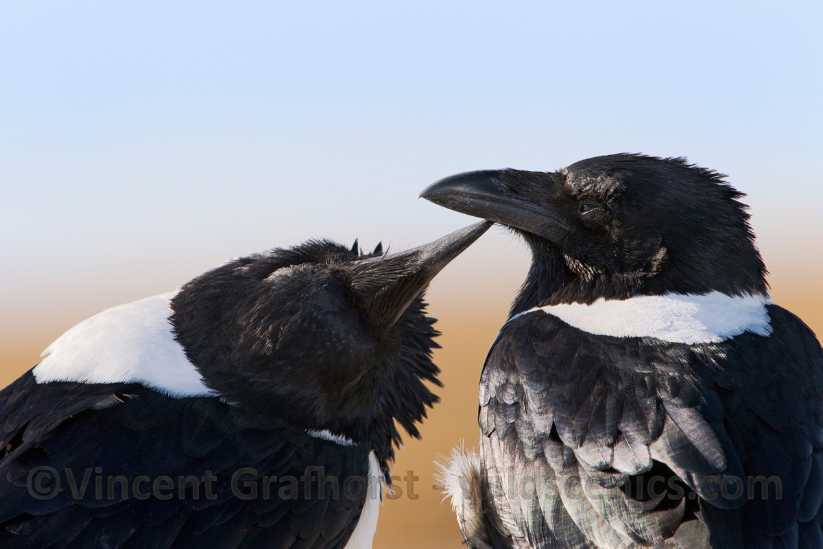 I'll scratch your beak..