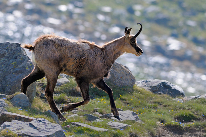 Chamois