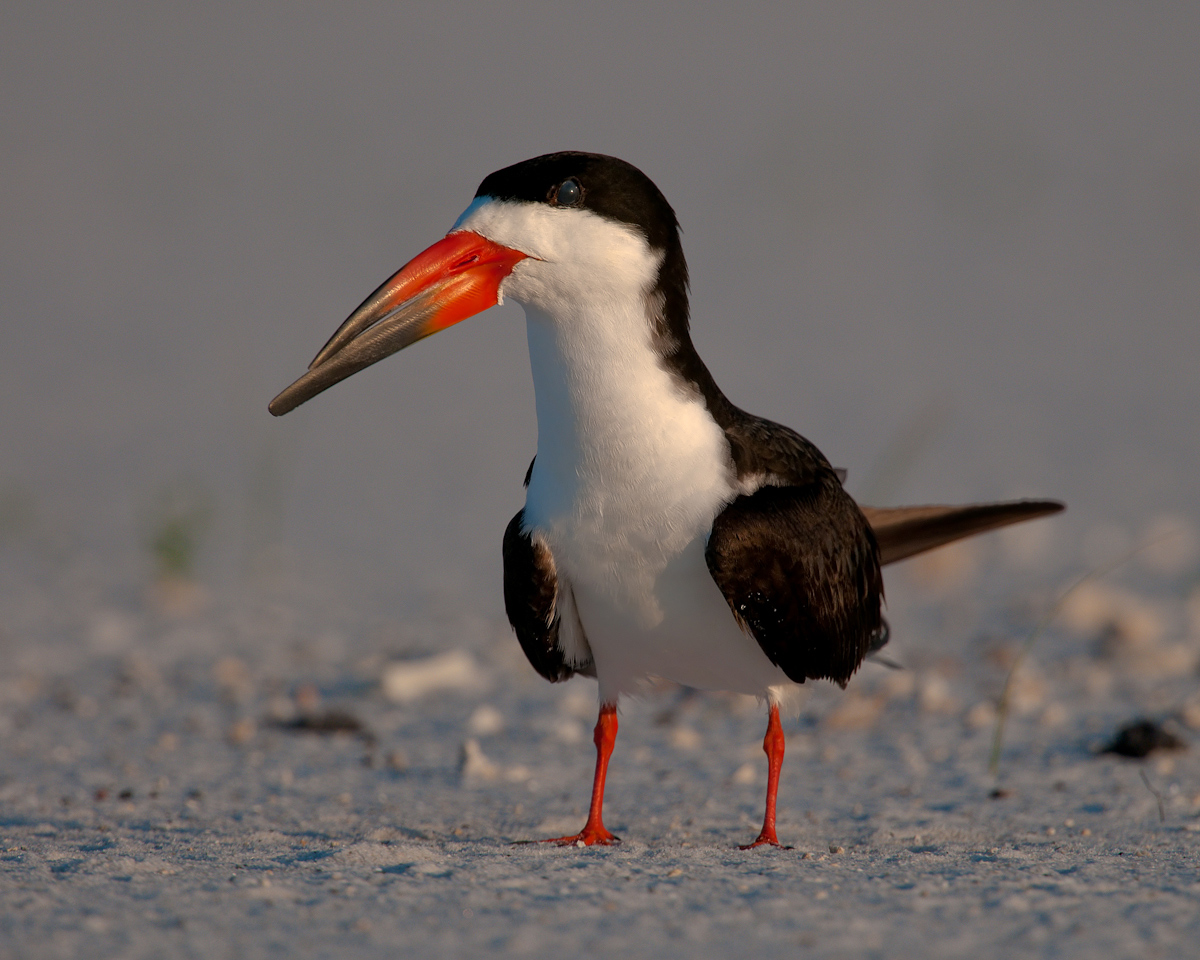 Black Skimmer