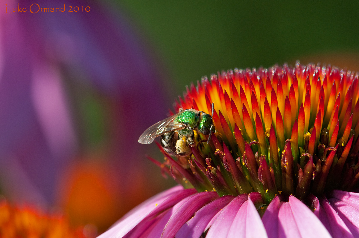 Echinacea & the fly