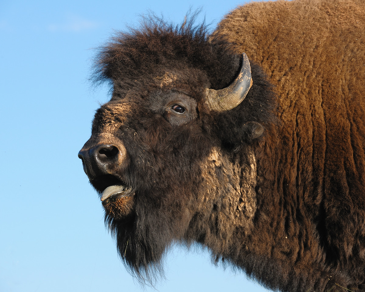 Agitated Bison