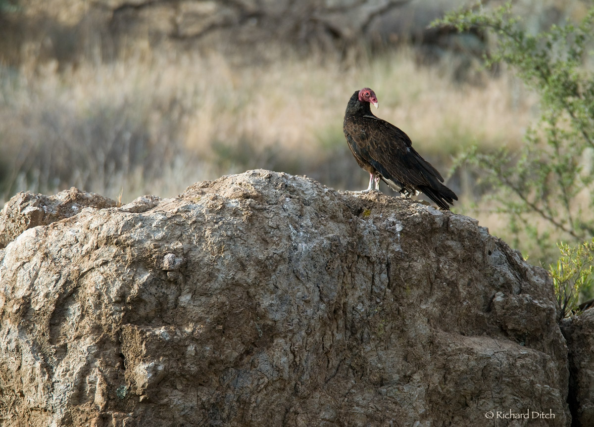 Turkey Vulture
