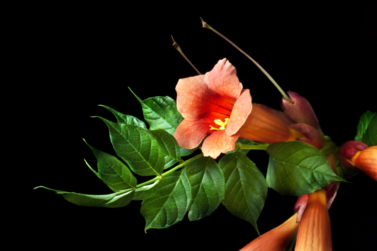 Trumpet Vine ll
