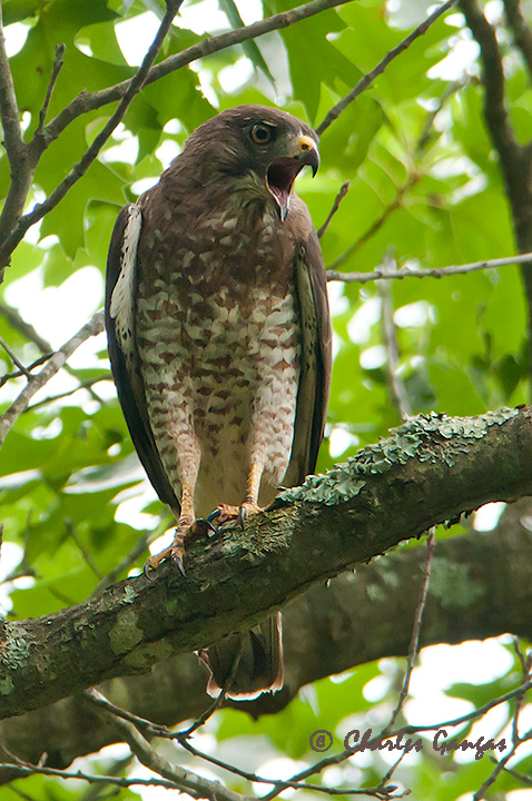 Broad-winged Hawk