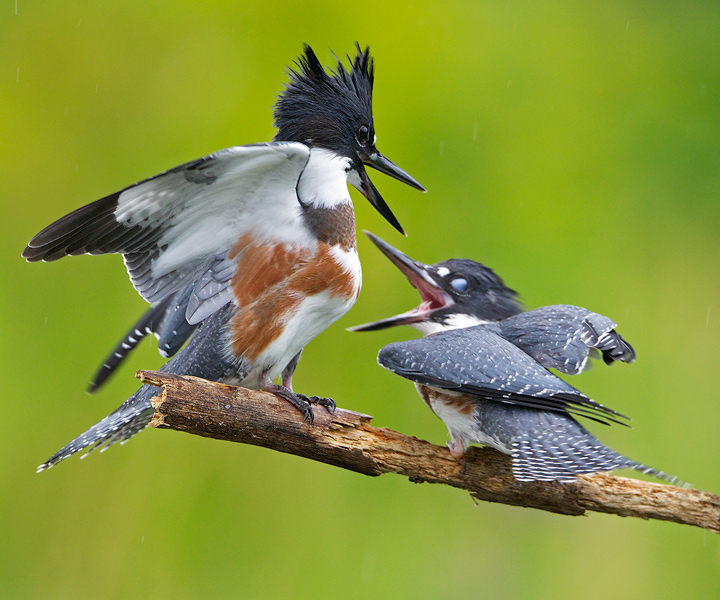 Kingfisher Perch Battle