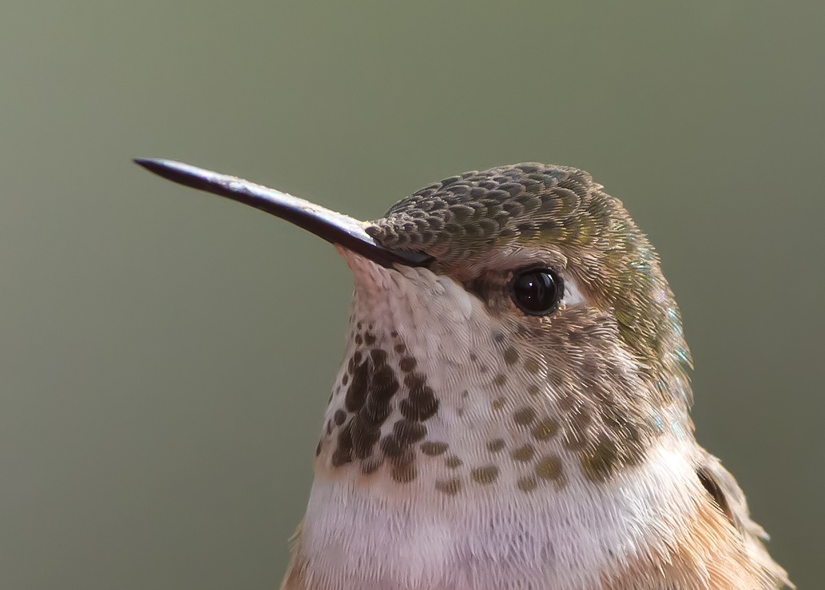 Rufous Hummingbird