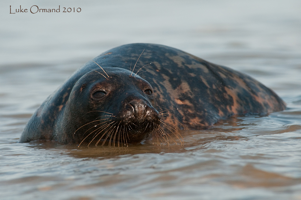 Grey Seal II