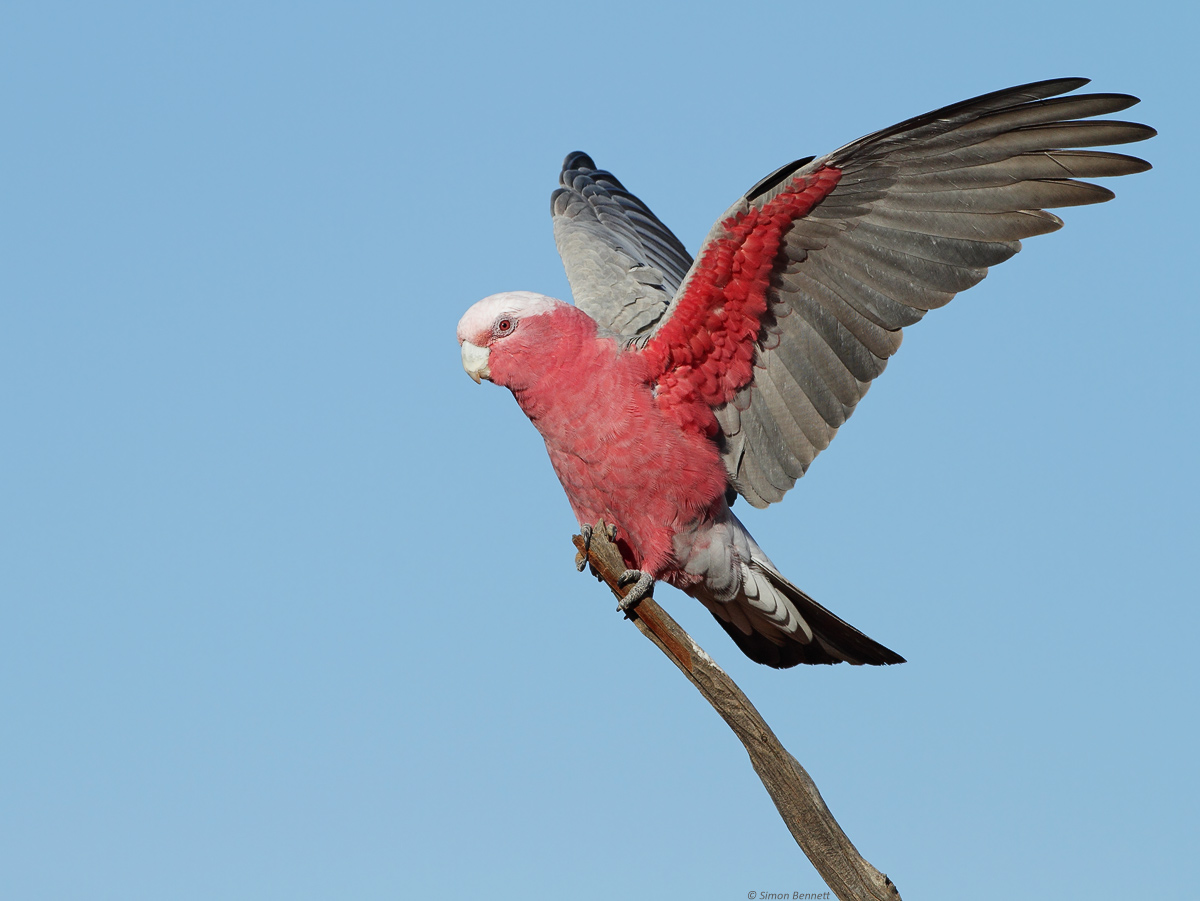 Galah II