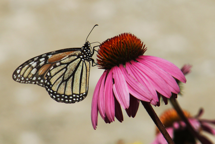 monarch 