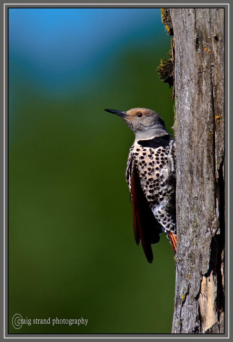 Northern Flicker