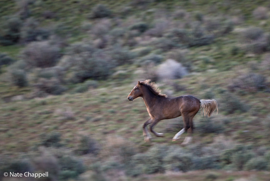 Wild Horse Foal