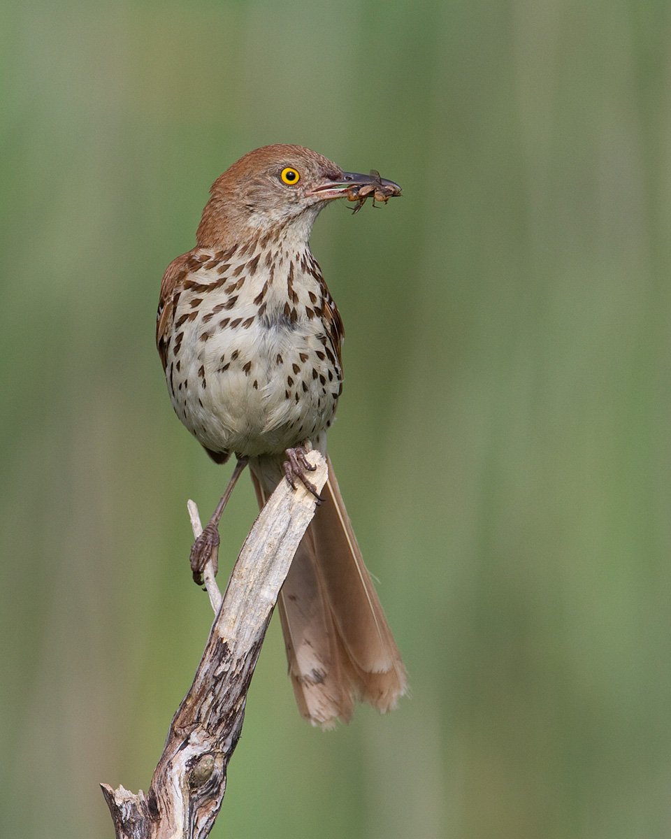 Brown Thrasher III