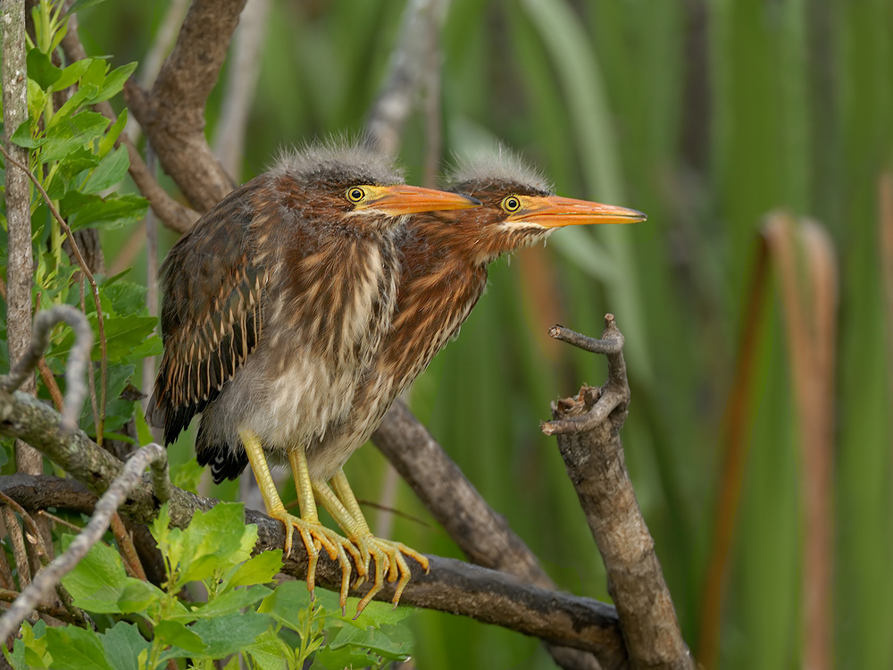 Green Heron Chicks