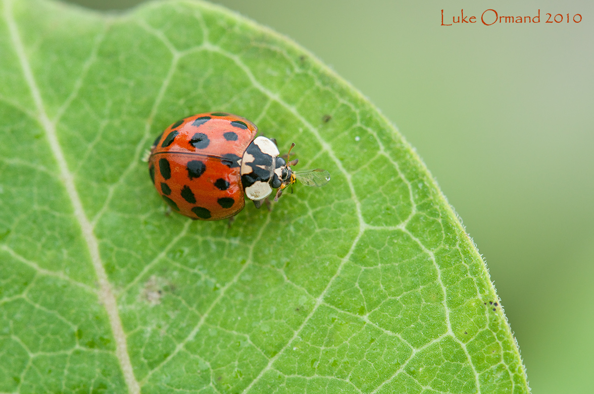 Lady Bug v. Aphid