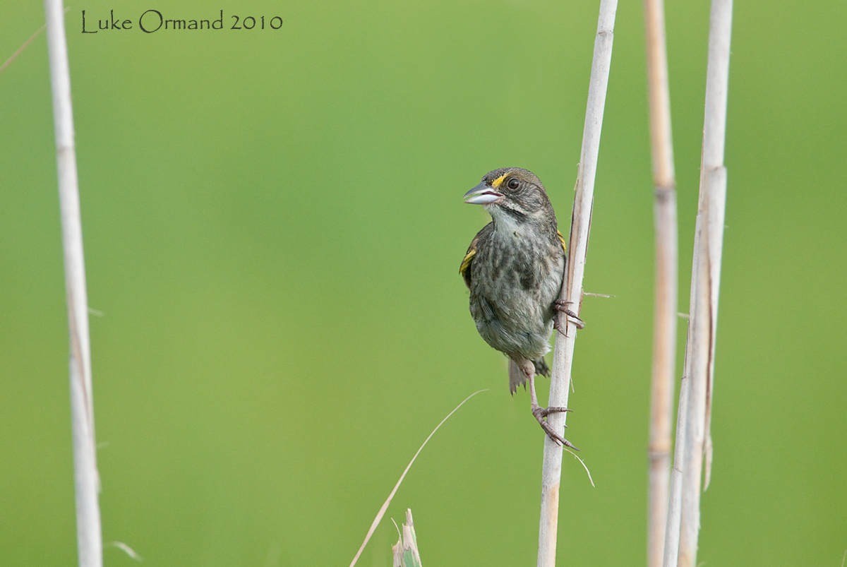 Seaside Sparrow