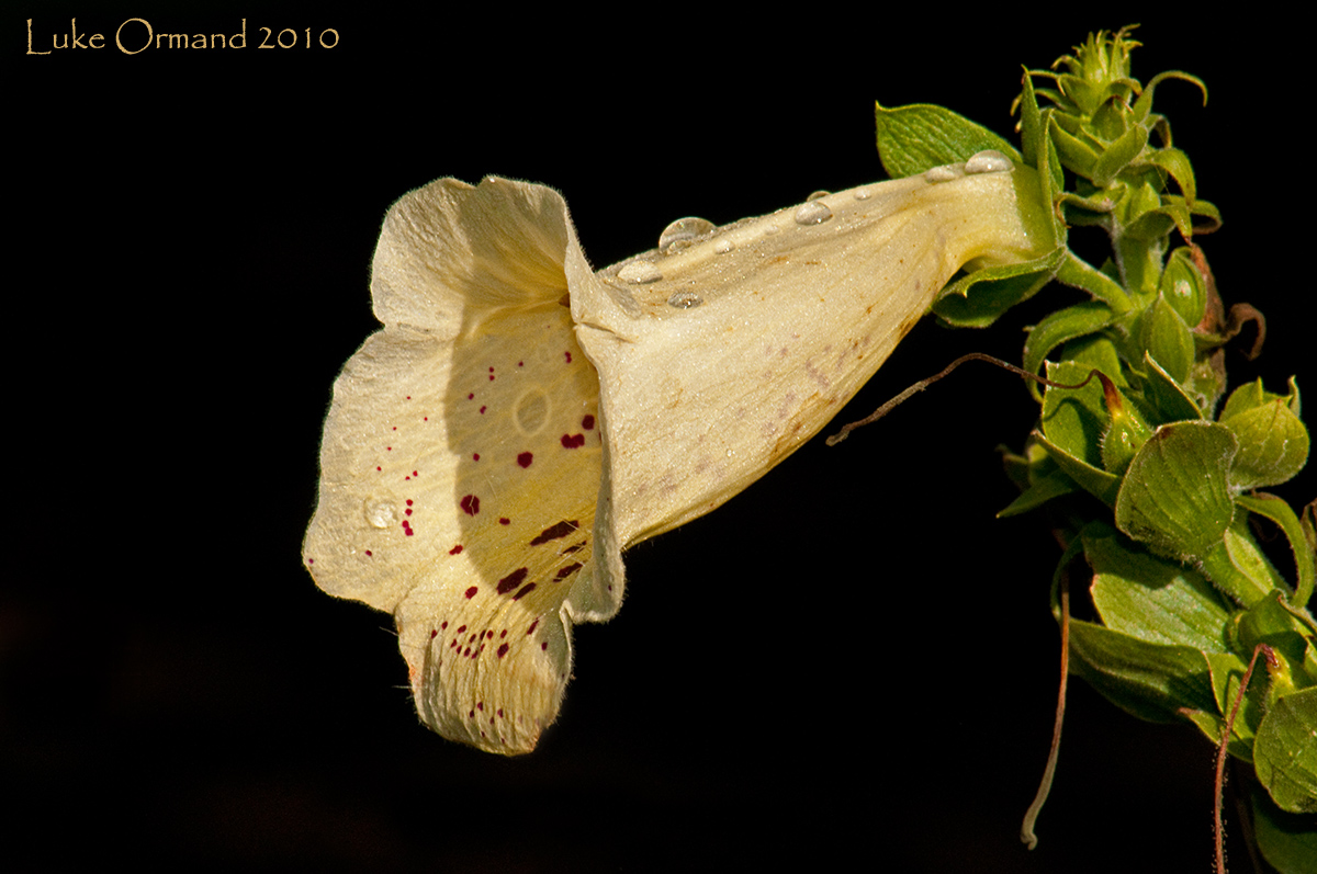 Morning Flower