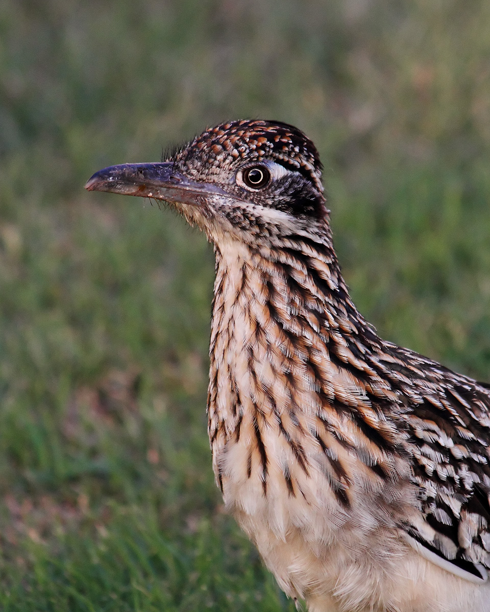 Roadrunner portrait