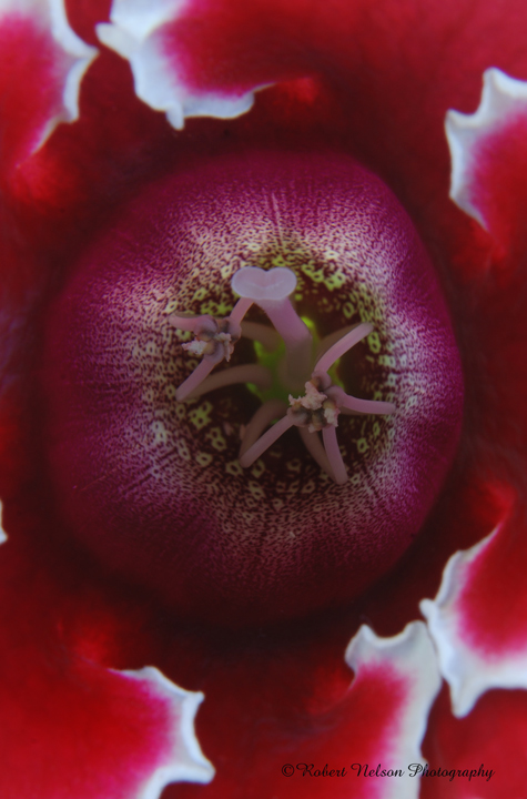 Gloxinia