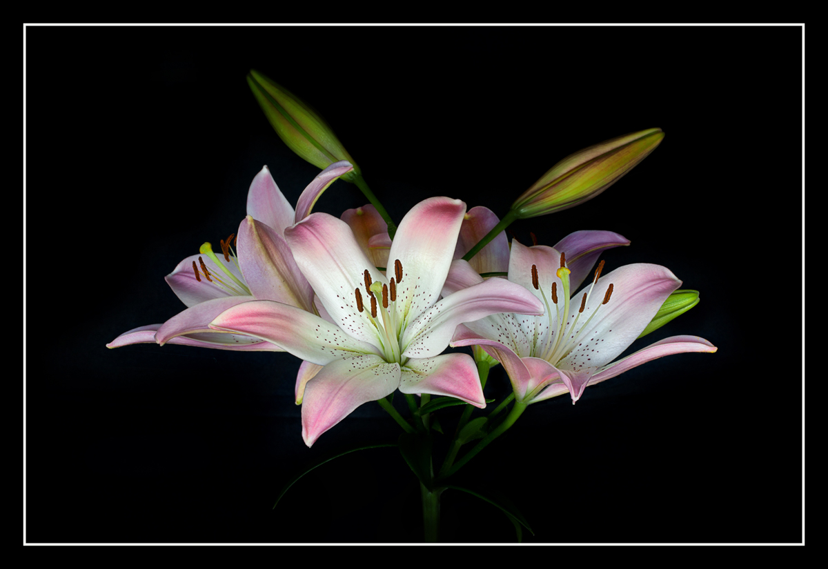 Pale Pink Lillies VII