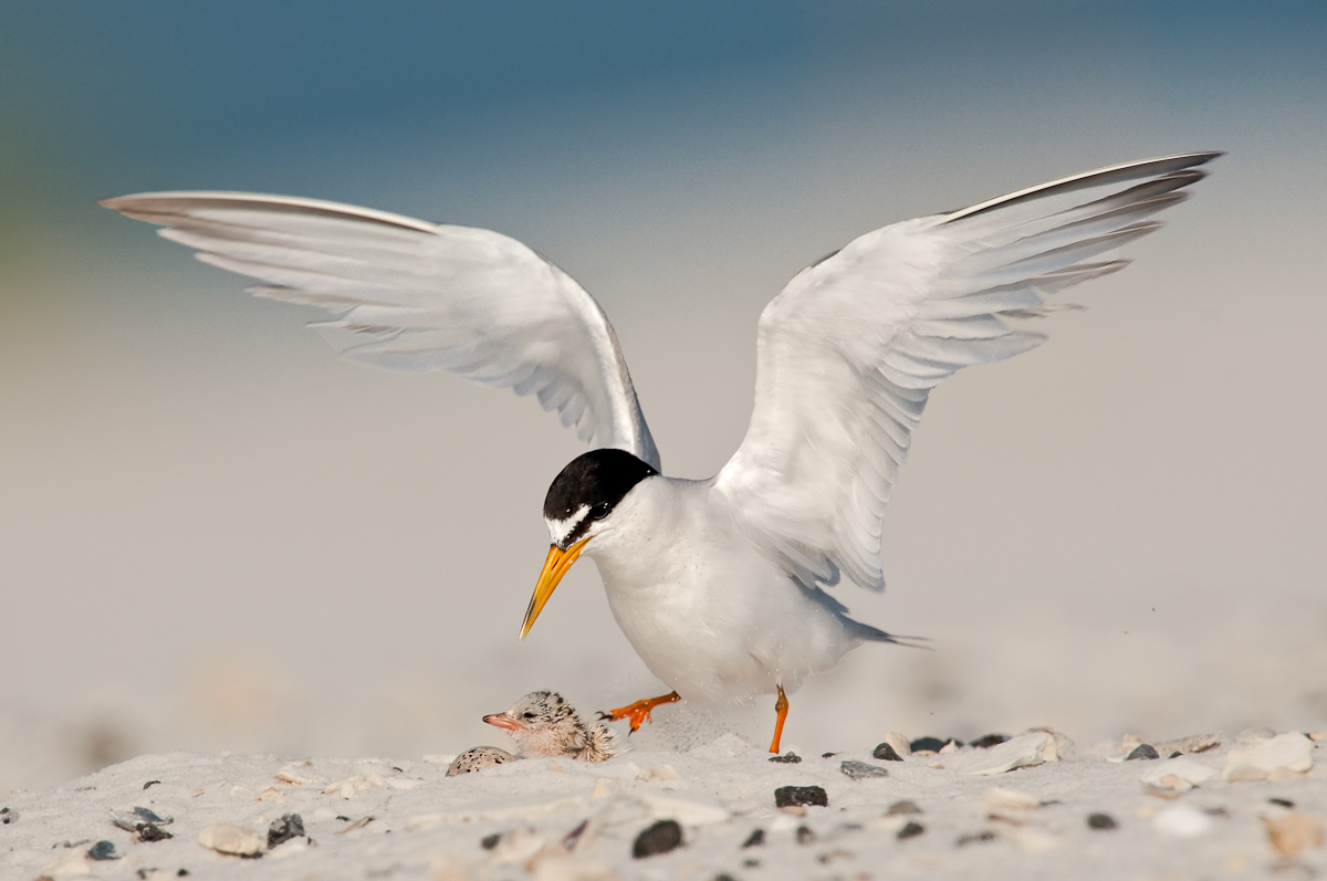 Least Terns