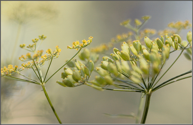 Wild parsnip