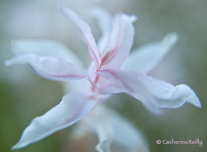 Delicate Floral Flourish