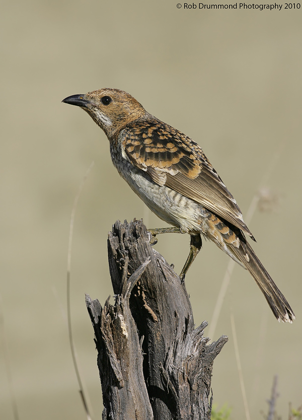 Spotted Bowerbird