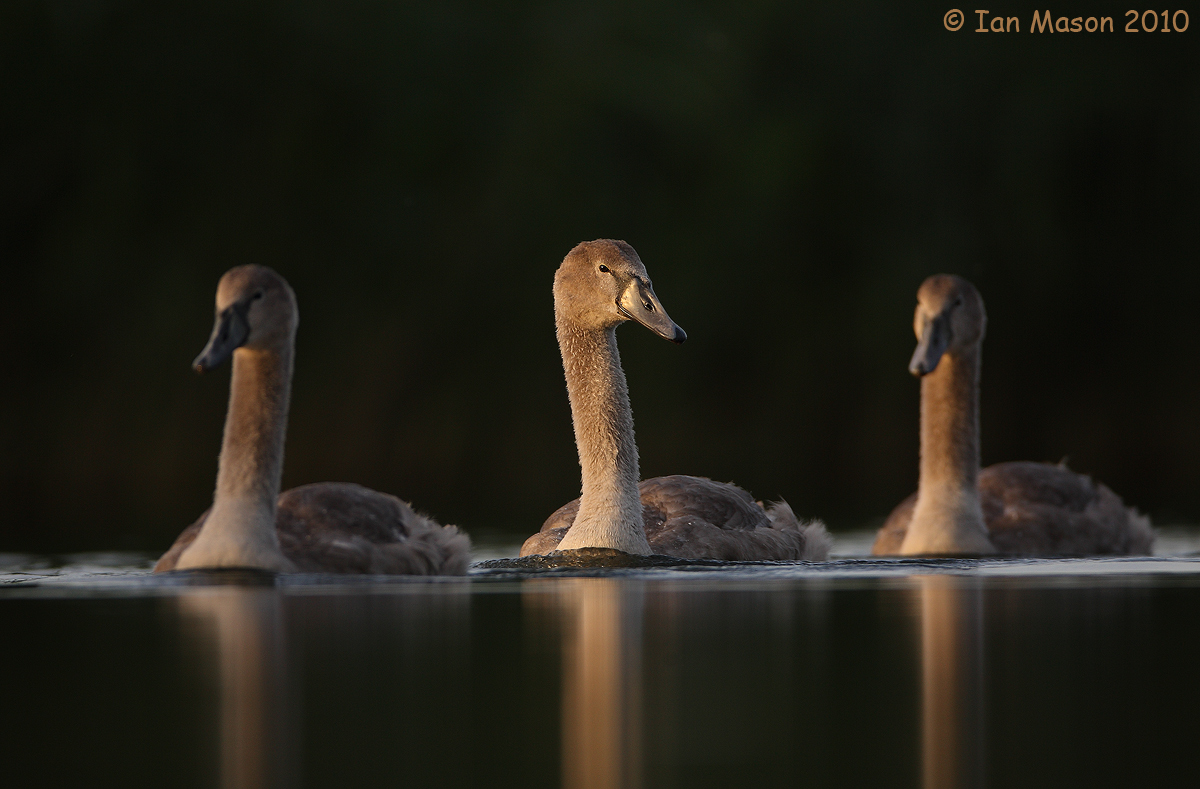 Three Cygnets
