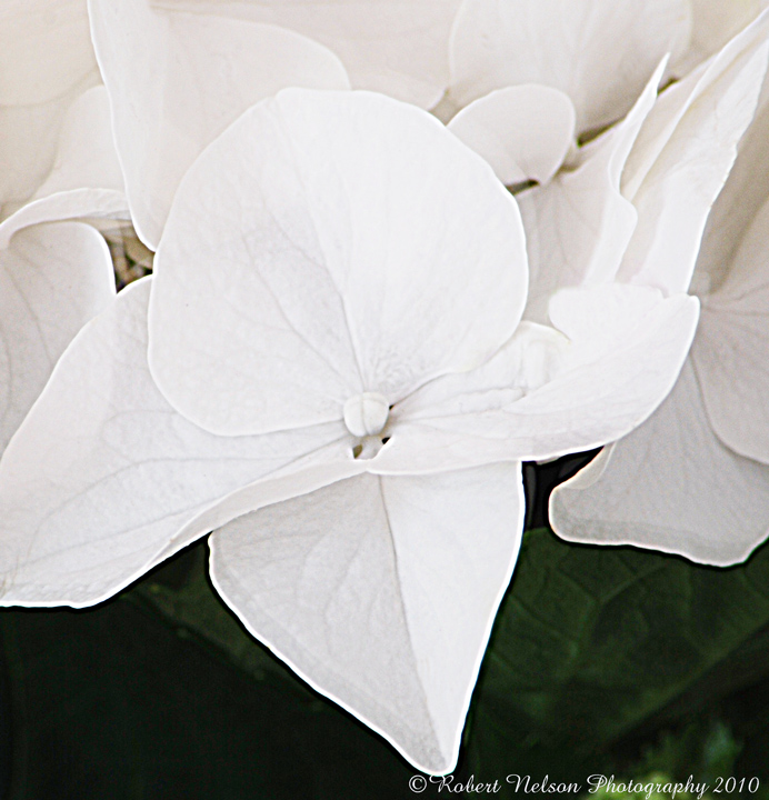 White Hydrangea