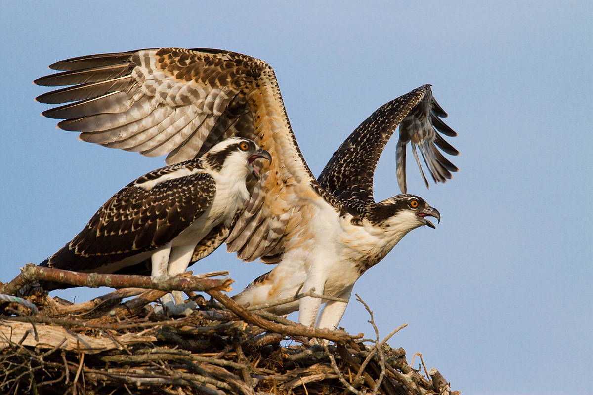 Osprey Siblings